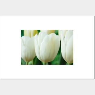 Tulipa  &#39;White Dream&#39;  Tulip Posters and Art